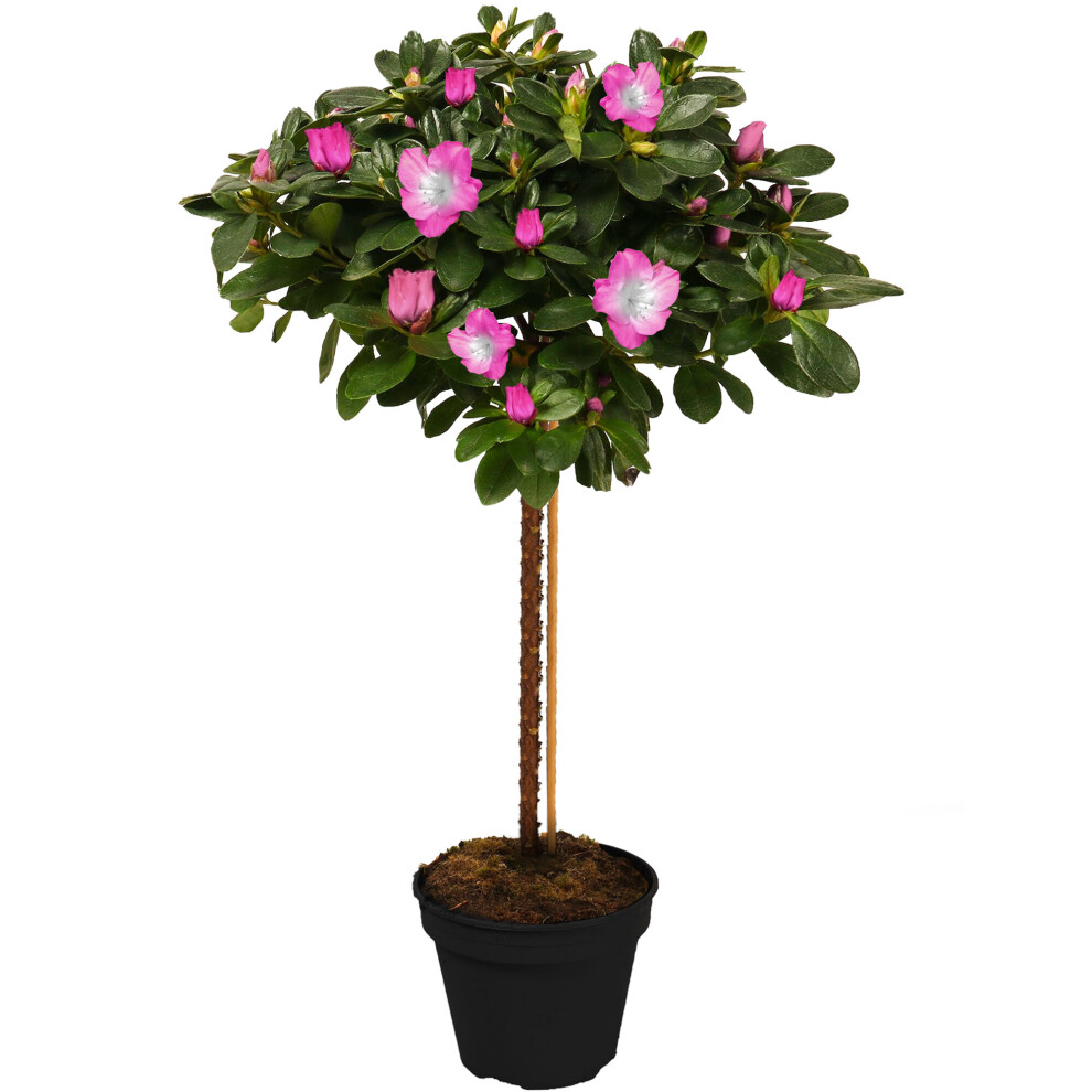 (Pink) Azalea Japonica Tree | Trees For Small Gardens Border Patio Potted Plant | 2-3Ft