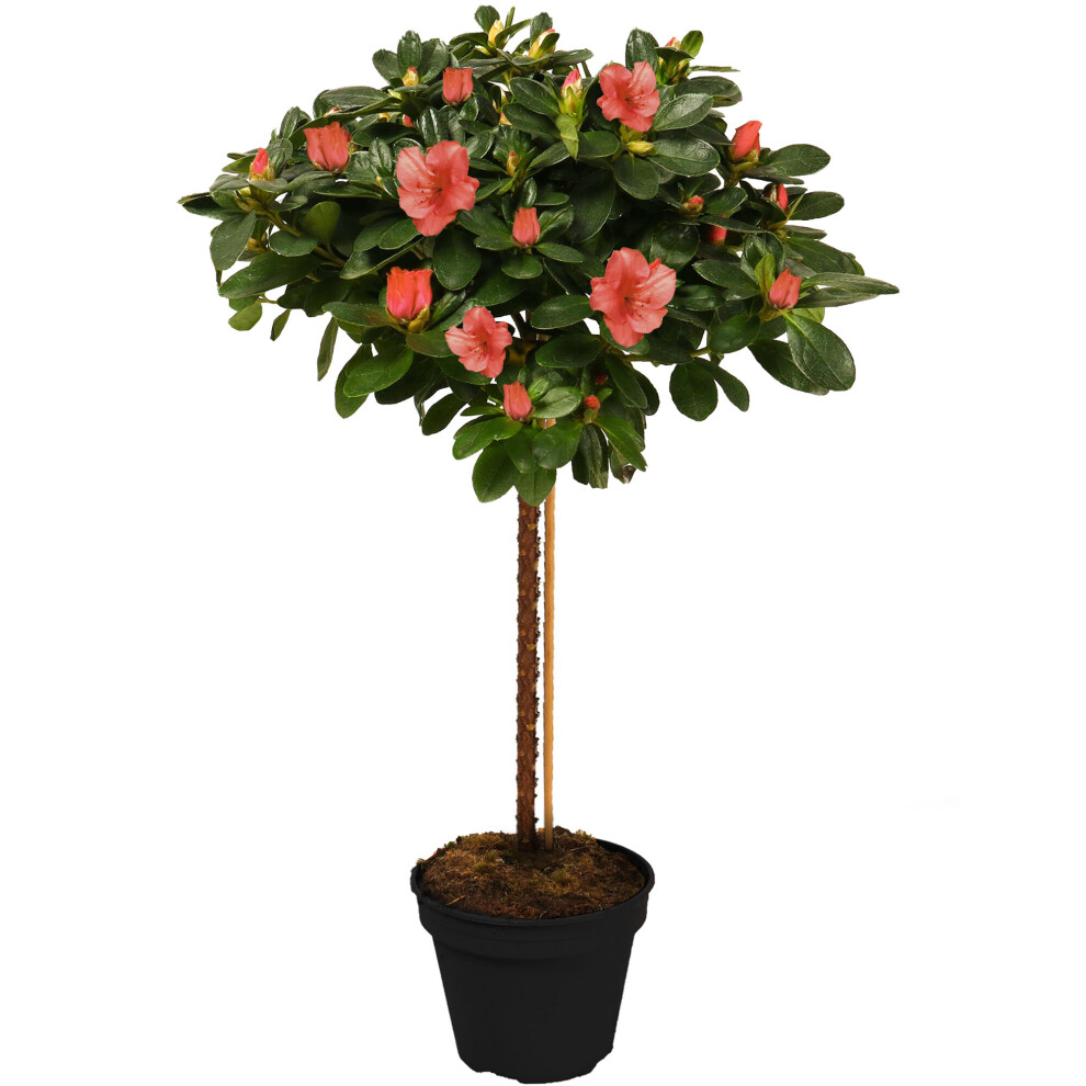 (Orange) Azalea Japonica Tree | Trees For Small Gardens Border Patio Potted Plant | 2-3Ft