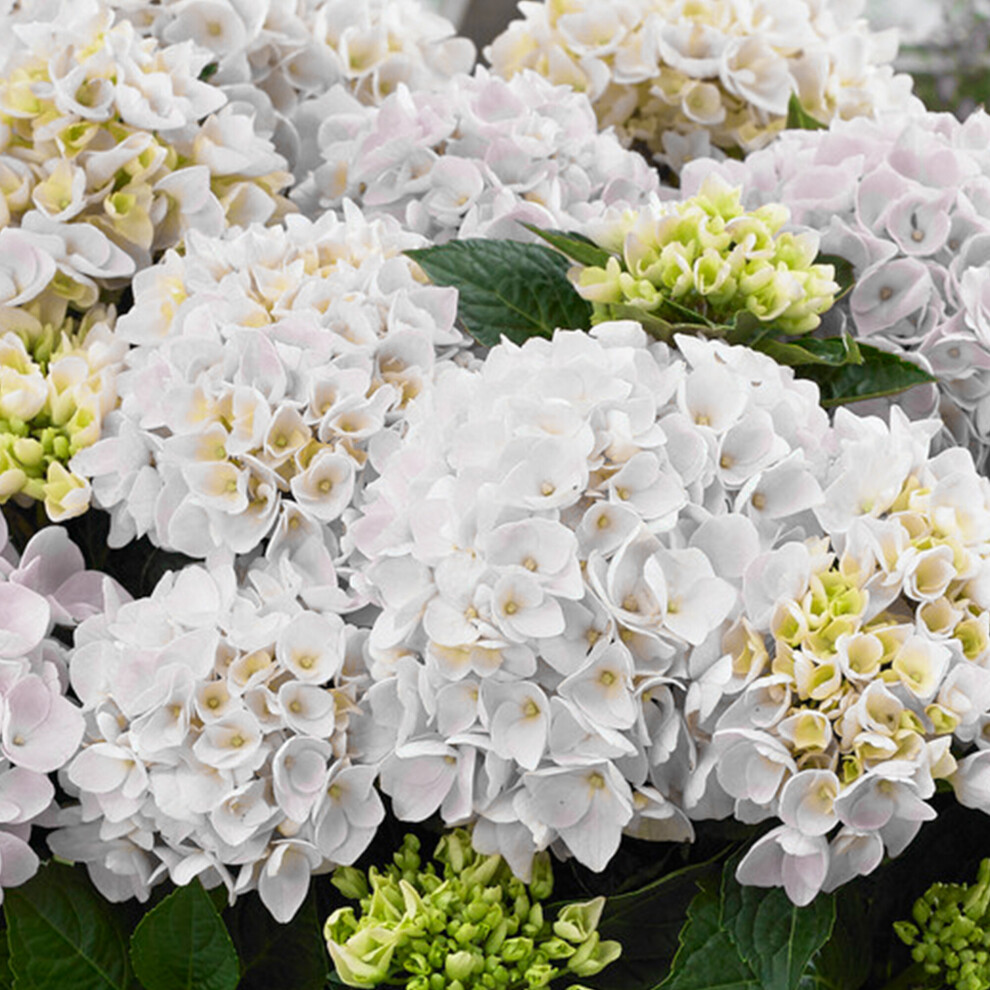 (White) Hydrangea Garden Shrub Collection | Deciduous Vibrant Potted Plants | 30 - 50Cm