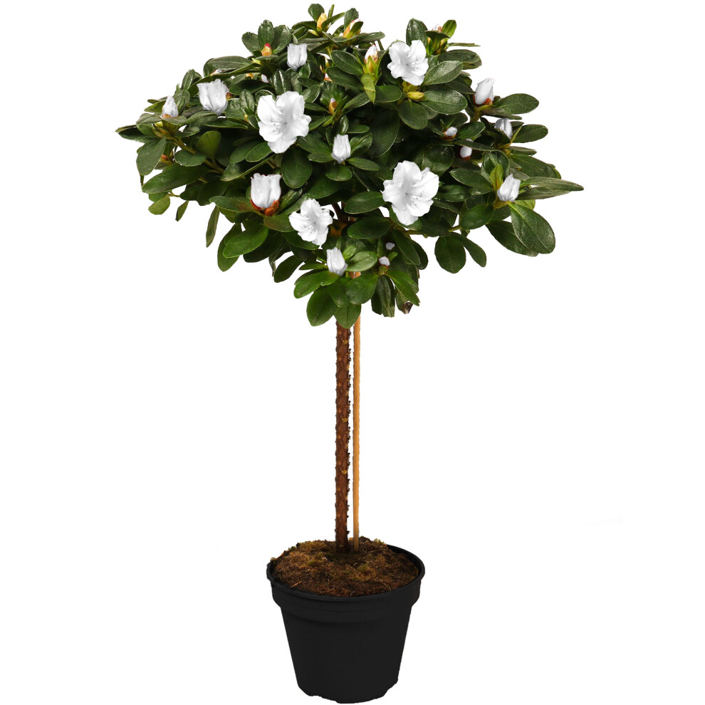 (White) Azalea Japonica Tree | Trees For Small Gardens Border Patio Potted Plant | 2-3Ft