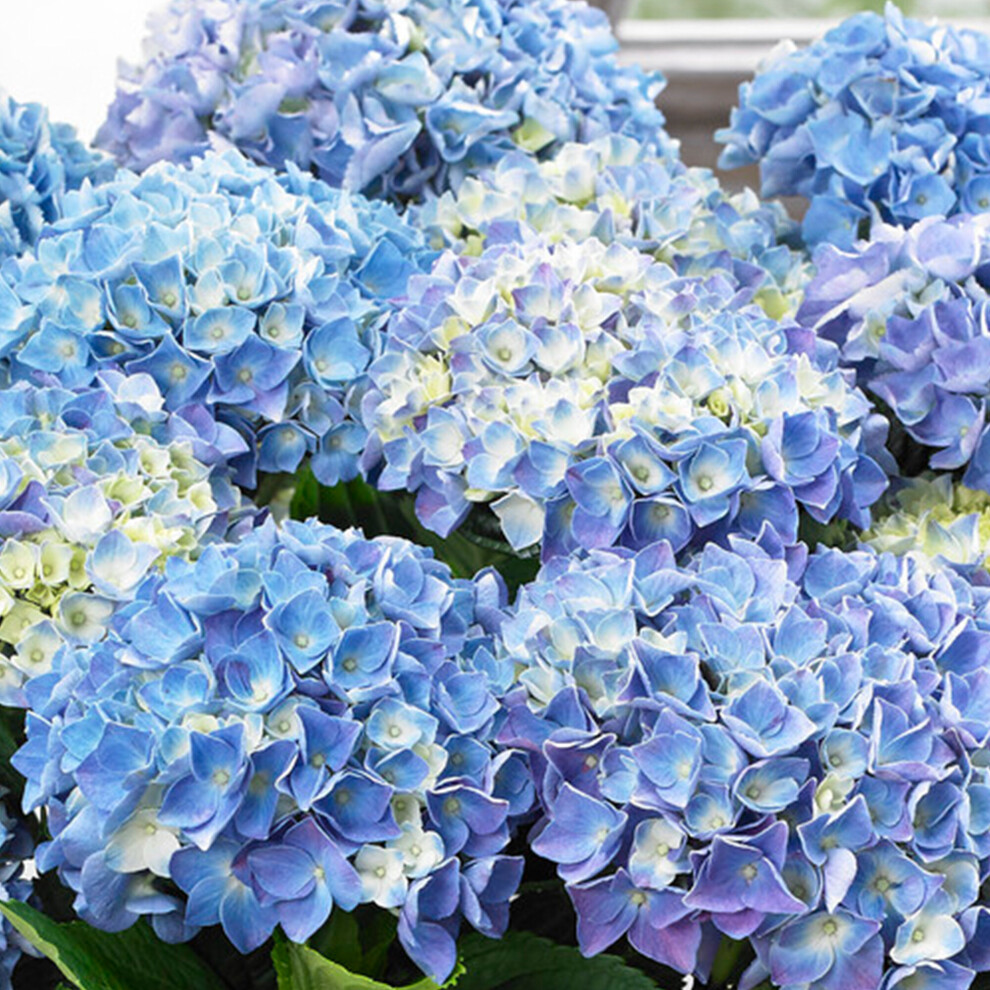 (Blue) Hydrangea Garden Shrub Collection | Deciduous Vibrant Potted Plants | 30 - 50Cm