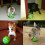 Wobble Wag Giggle Ball Παιχνίδι εκπαίδευσης κατοικίδιων ζώων με αστείο ήχο 5