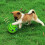 Wobble Wag Giggle Ball Παιχνίδι εκπαίδευσης κατοικίδιων ζώων με αστείο ήχο 3