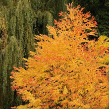 Toffee Apple Tree Plant Cercidiphyllum japonicum Katsura in 5L Pot