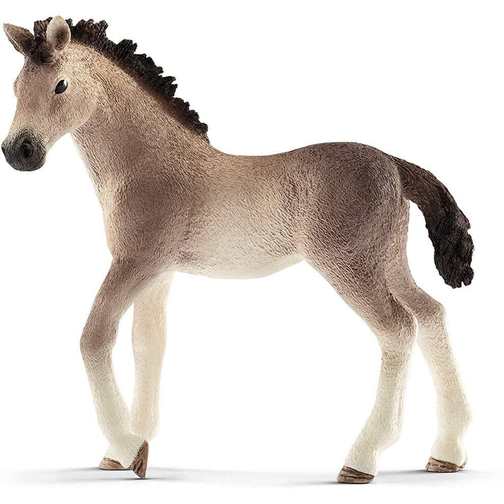 Andalusian Foal