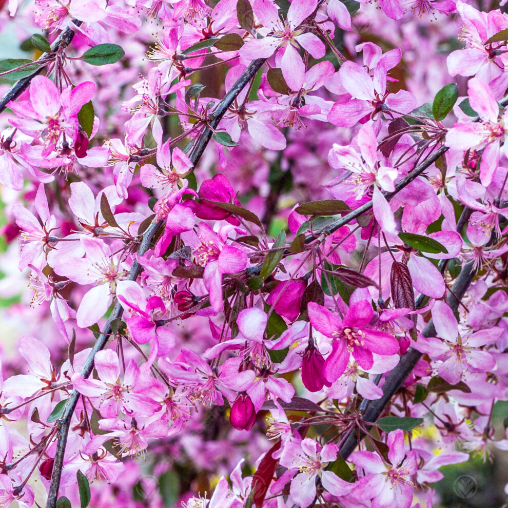 Malus Royal Beauty | Purple Weeping Crab Apple | Ornamental Garden Tree | 5-6Ft