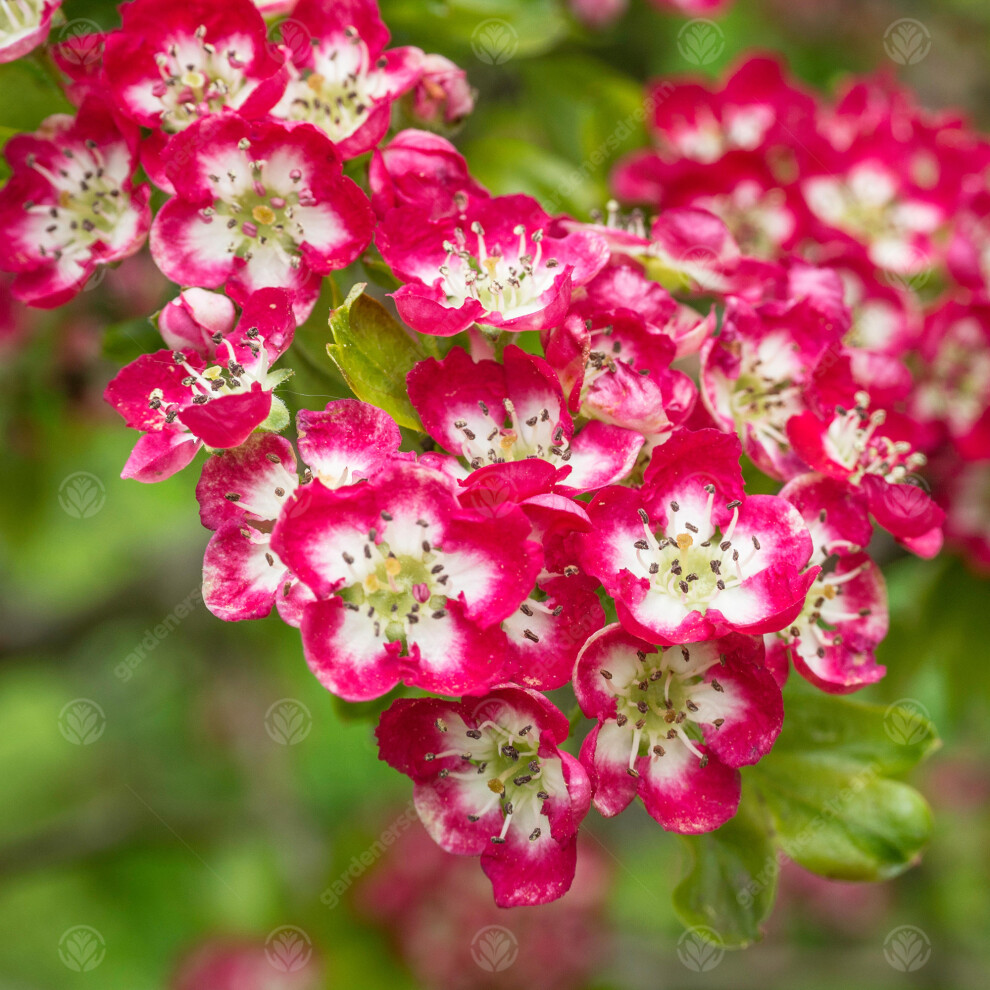 Gardeners Dream Crataegus Crimson Cloud Tree (12L, 5-6Ft)