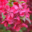 Gardeners Dream Malus Royalty Tree (12L, 5-6ft) 1