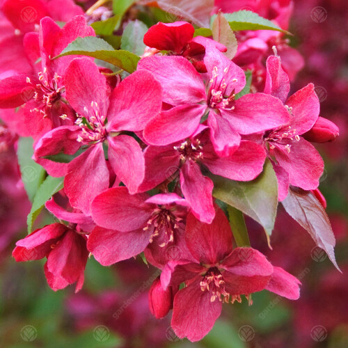 Gardeners Dream Malus Royalty Tree (12L, 5-6ft)