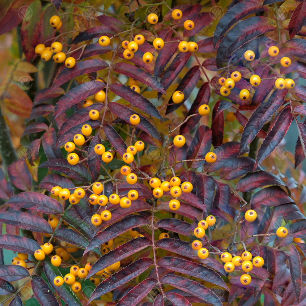 Sorbus Aucuparia 'Autumn Spire' | Autumn Spire Mountain Ash Tree | 5-6Ft