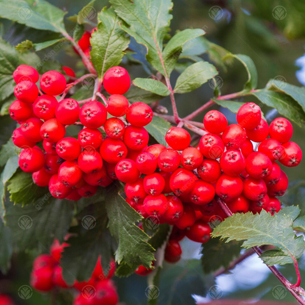 Gardeners Dream Sorbus Aucuparia | Mountain Ash Tree Rowan | Ornamental Garden Tree | 5-6Ft Red/White