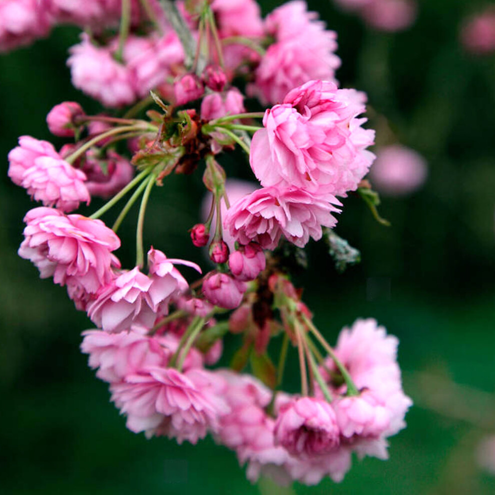 Prunus 'Kiku-Shidare Zakura' | Cheals Weeping Cherry | Garden Tree | 5-6Ft