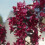Gardeners Dream Malus Royalty Tree (12L, 5-6ft) 2