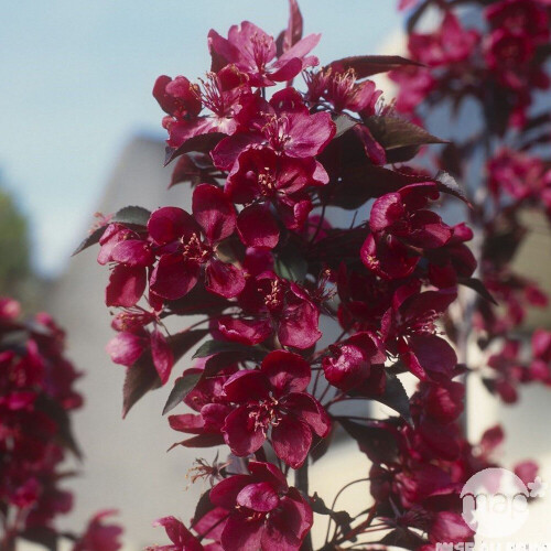 Gardeners Dream Malus Royalty Tree (12L, 5-6ft) 1