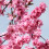Gardeners Dream Prunus Spring Glow Tree (12L, 5-6ft) 2