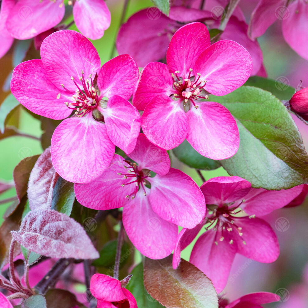 Malus Toringo Scarlett Tree (12L, 5-6ft)