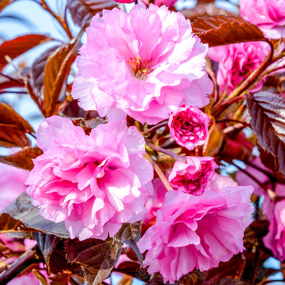 Gardeners Dream Prunus Royal Tree (12L, 5-6Ft) Burgundy