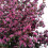 Gardeners Dream Prunus Spring Glow Tree (12L, 5-6ft) 3