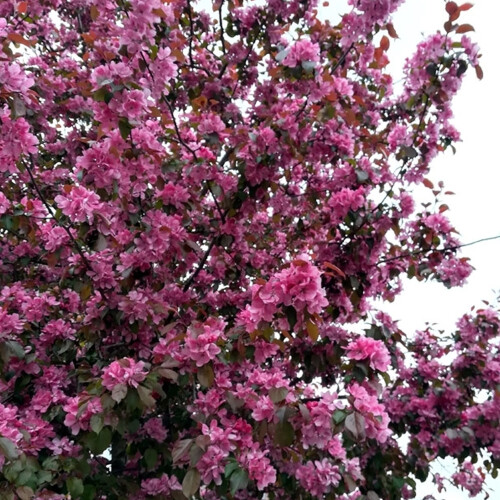 Gardeners Dream Prunus Spring Glow Tree (12L, 5-6ft) 2