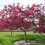 Gardeners Dream Malus Royalty Tree (12L, 5-6ft) 3