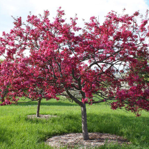 Gardeners Dream Malus Royalty Tree (12L, 5-6ft) 2
