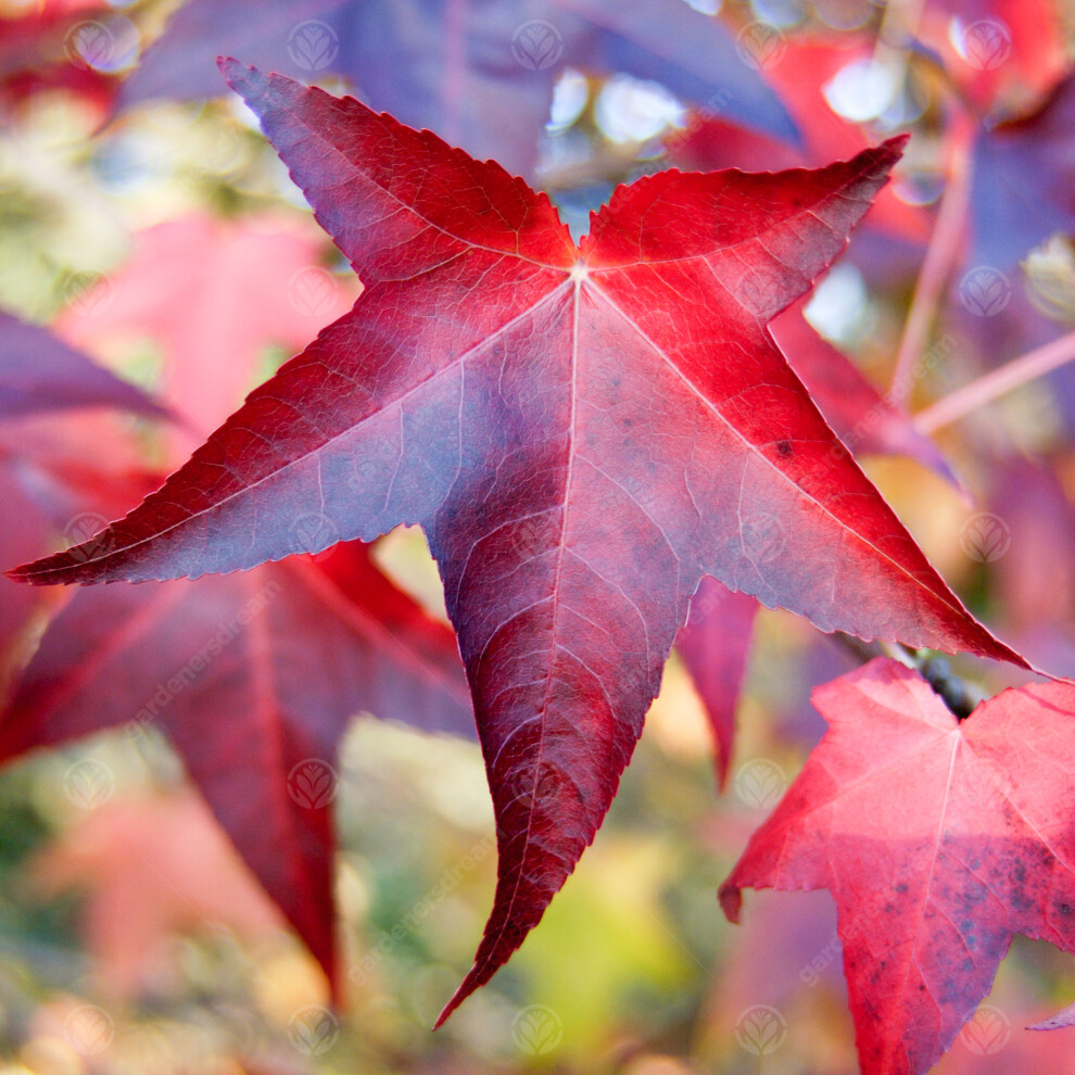 Gardeners Dream Liquidambar Styraciflua 'Lane Roberts' | Sweet Gum Tree | Ornamental Tree |5-6Ft