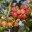Gardeners Dream Malus 'Red Sentinel | Flowering Crab Apple Tree | Ornamental Tree | 5-6Ft 5