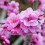 Gardeners Dream Prunus Spring Glow Tree (12L, 5-6ft) 4