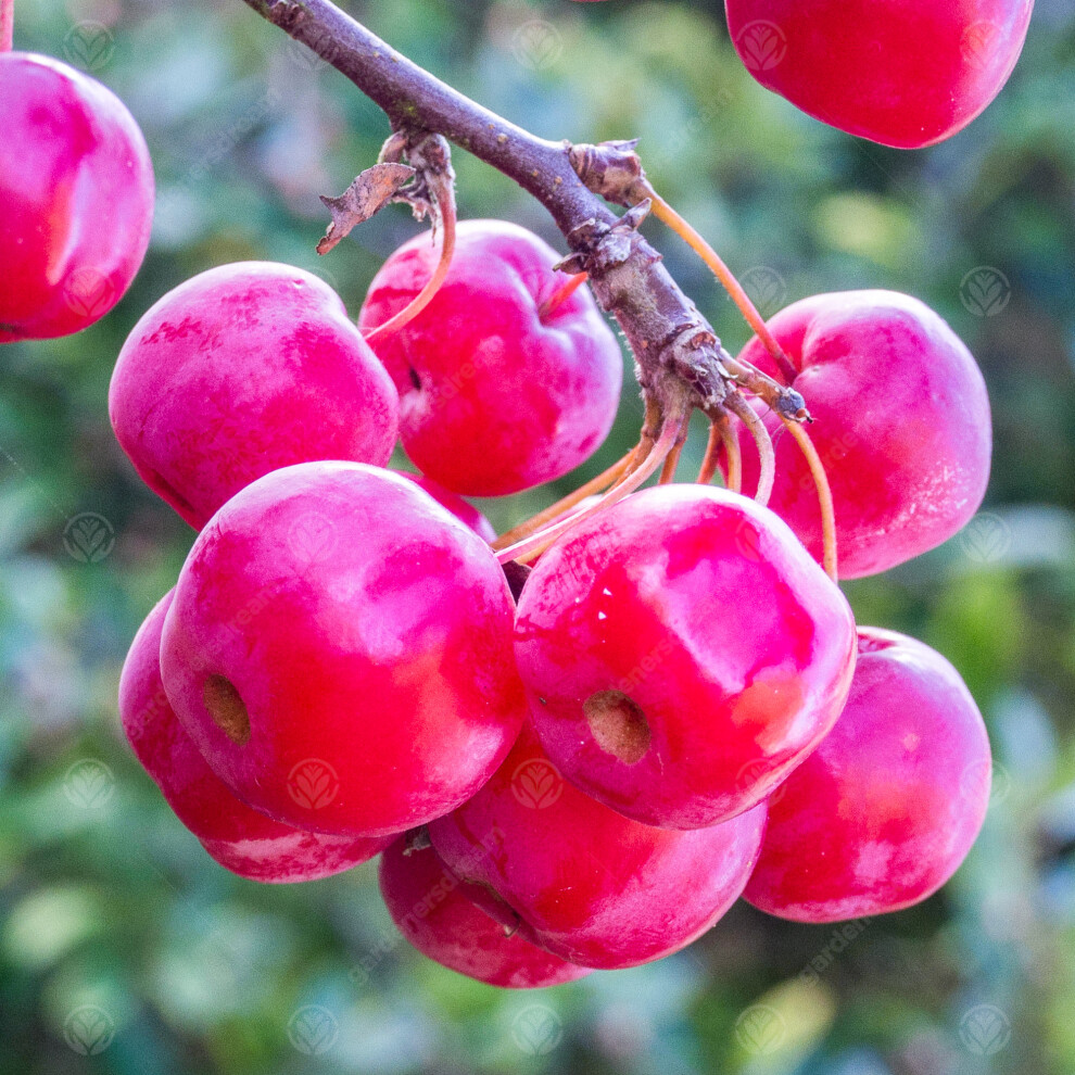 Gardeners Dream Malus 'Red Sentinel | Flowering Crab Apple Tree | Ornamental Tree | 5-6Ft