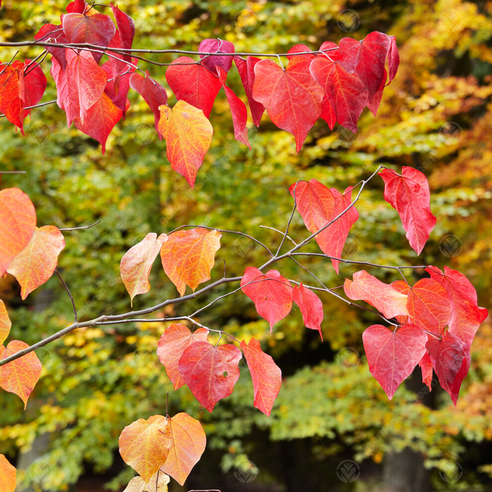 Cercis Forest Pansy Tree (12L, 5-6ft)