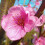 Gardeners Dream Prunus Spring Glow Tree (12L, 5-6ft) 5