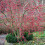 Gardeners Dream Malus 'Red Sentinel | Flowering Crab Apple Tree | Ornamental Tree | 5-6Ft 6