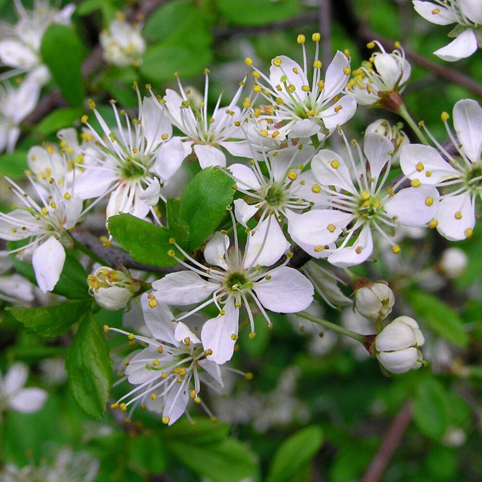 (25, 1-2ft) Prunus Spinosa 'Blackthorn' Bare Root Hedge Green Hedging Tree Plants