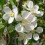 Gardeners Dream Malus 'Red Sentinel | Flowering Crab Apple Tree | Ornamental Tree | 5-6Ft 2