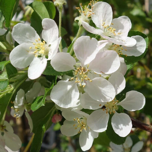 Gardeners Dream Malus 'Red Sentinel | Flowering Crab Apple Tree | Ornamental Tree | 5-6Ft 1