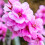 Gardeners Dream Prunus Spring Glow Tree (12L, 5-6ft) 1