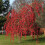 Gardeners Dream Malus 'Red Sentinel | Flowering Crab Apple Tree | Ornamental Tree | 5-6Ft 3