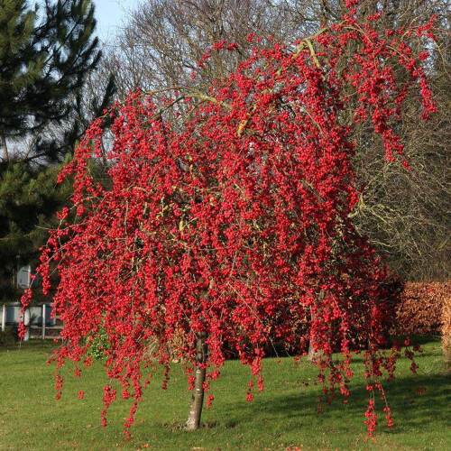 Gardeners Dream Malus 'Red Sentinel | Flowering Crab Apple Tree | Ornamental Tree | 5-6Ft 2