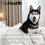 Pretty Pooch Squeaky Clean Kit Dog Lover Gift Set 4