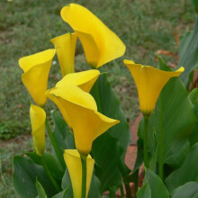 (1) ZANTEDESCHIA  FLOREX GOLD  CALLA  (Arum) Lily