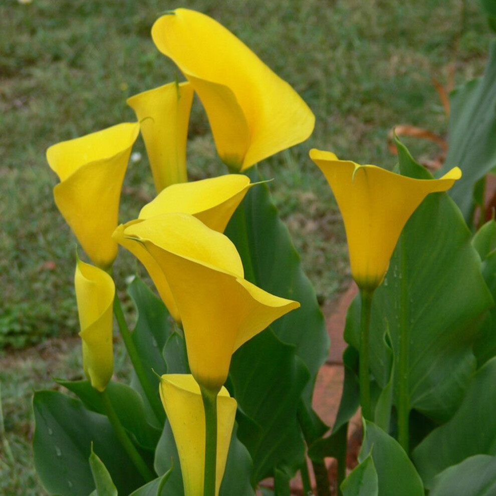 (3) ZANTEDESCHIA  FLOREX GOLD  CALLA  (Arum) Lily