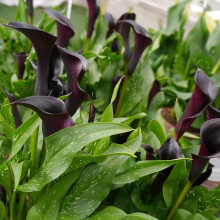 (3) ZANTEDESCHIA   ODESSA  CALLA  (Arum) Lily
