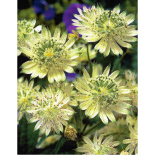 (3) ASTRANTIA MAJOR SNOWSTAR