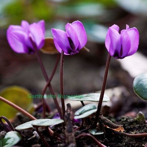 (6) Cyclamen Coum (Primulaceae)