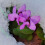 (6) Cyclamen Coum (Primulaceae) 2