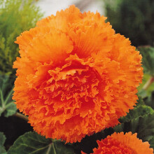 (3) ORANGE FIMBRIATA BEGONIA