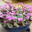 (6) Cyclamen Coum (Primulaceae) 3