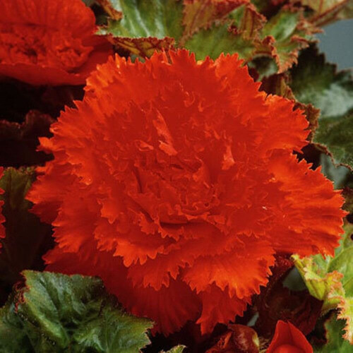 (3) ORANGE FIMBRIATA BEGONIA 1