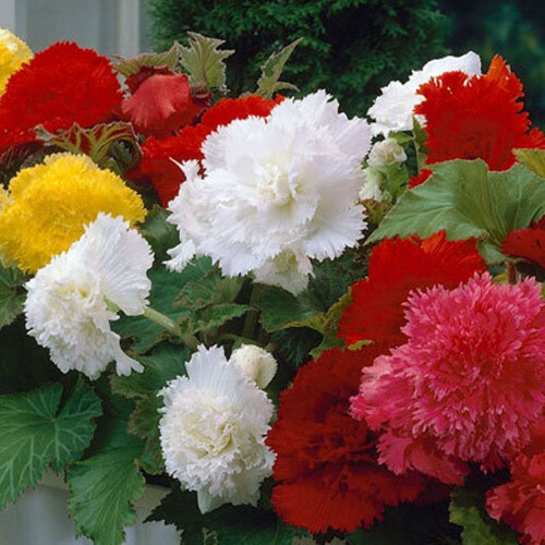 (6) ORANGE FIMBRIATA BEGONIA 2