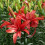 (3) PRECIOUS  JOY POLLEN FREE ASIATIC LILY 2